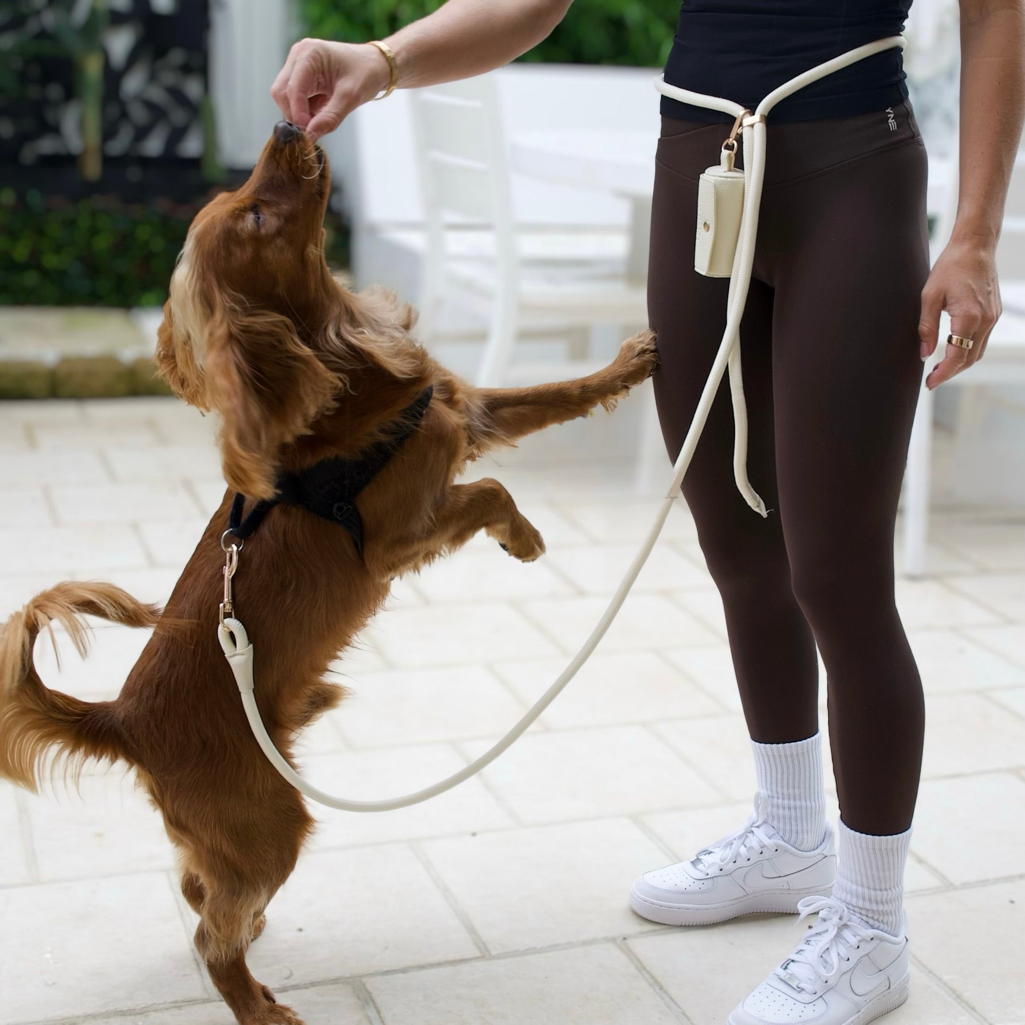Luxury hands free dog lead being used during a walk with a golden retriever