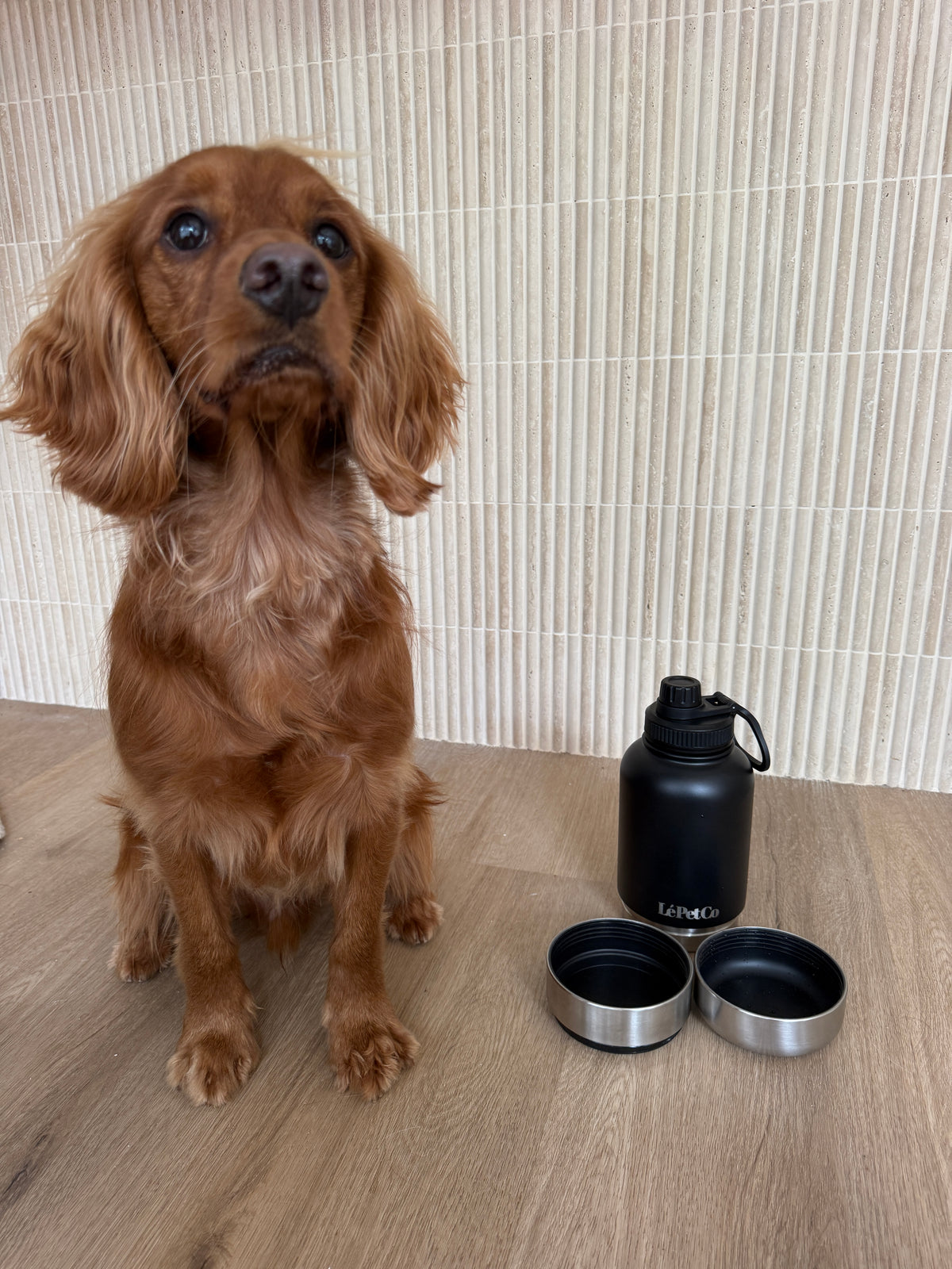 Dog beside insulated travel water bottle with two detachable bowls