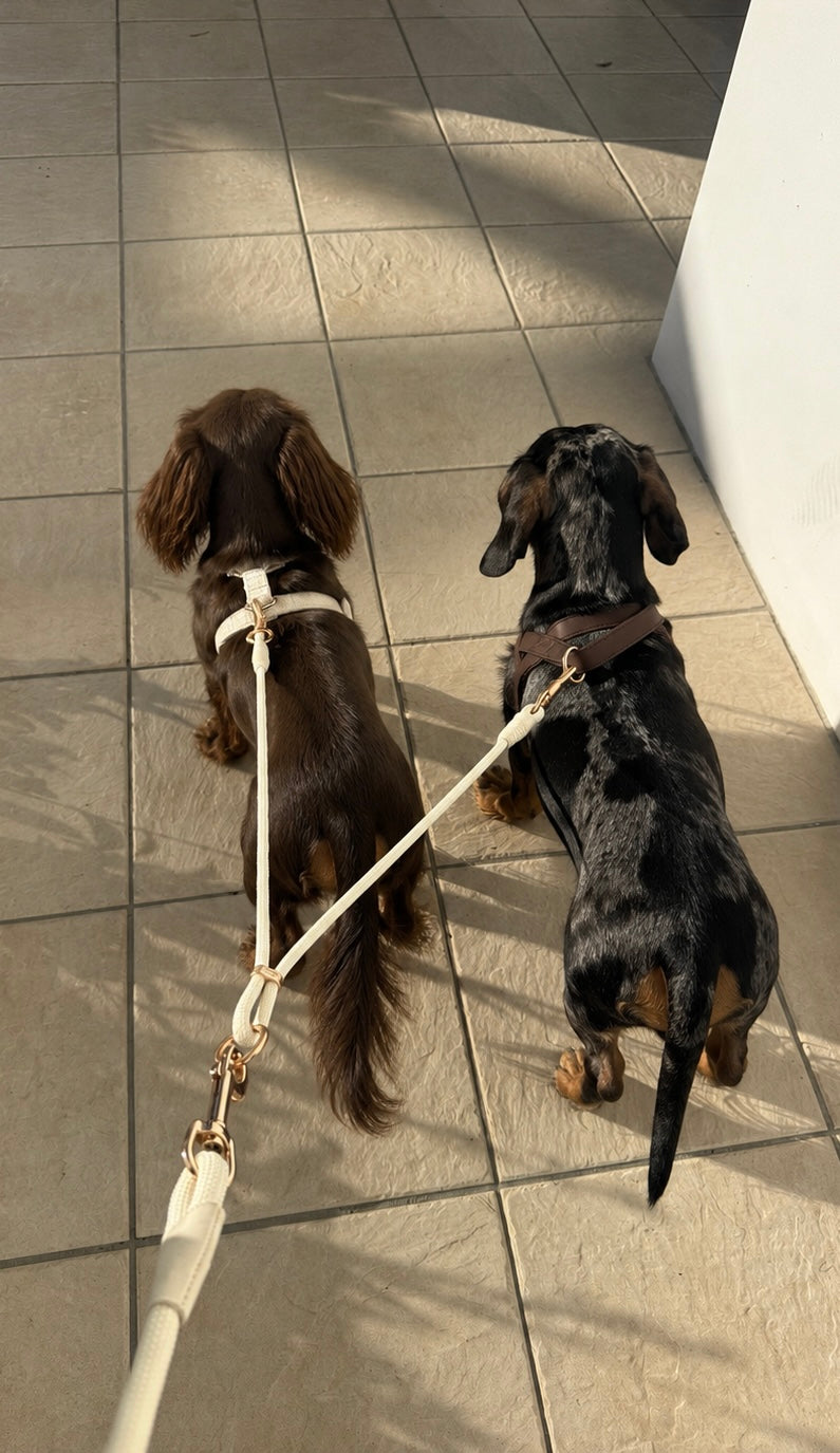 Two dogs walking together using the Lé Pet Co Duo Link double dog lead splitter